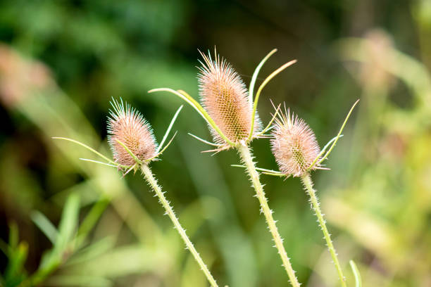istock foreground of wild thistles 1317024646