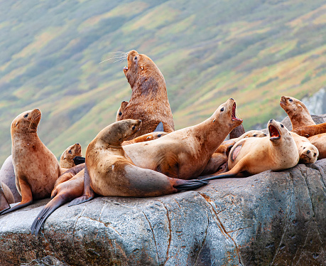 The Steller Sea Lion (Eumetopias jubatus) on rock in Kamchatka peninsula