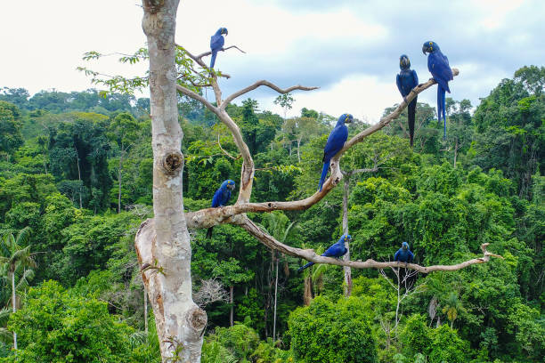 Group of Hyacinth (Blue) Macaw Aerial photo taken with a drone of a group of hyacinth macaw (Anodorhynchus hyacinthinus) in the canopy of a tree in an area of Brazilian Amazon forest. amazon region stock pictures, royalty-free photos & images
