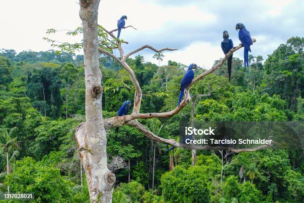 Group Of Hyacinth Macaw Stock Photo - Download Image Now - Rainforest, Amazon Region, Animal