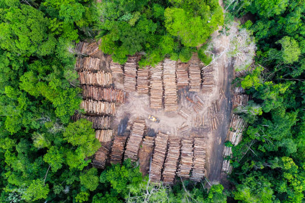 vista aérea de un patio de almacenamiento de troncos - deforestación desastre ecológico fotografías e imágenes de stock