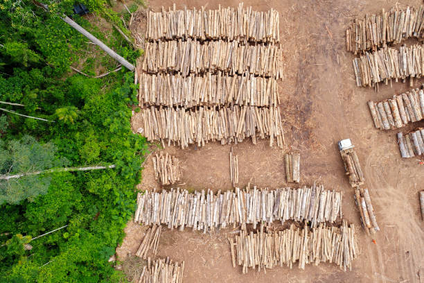 Aerial view of a log storage yard Aerial view of a log storage yard from authorized logging in an area of the Brazilian Amazon rainforest. deforestation stock pictures, royalty-free photos & images