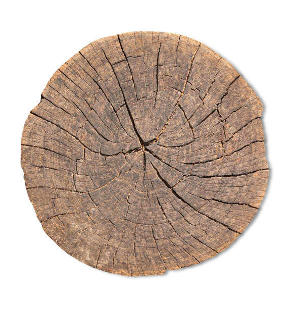 istock Top view of tree stump texture for background 1317030182