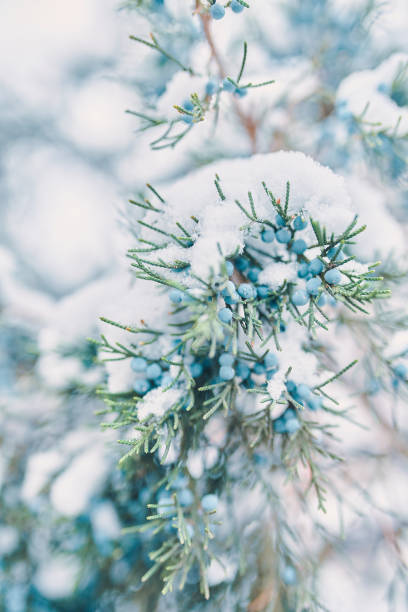 istock Pine branches and berries in snow. 1317030289