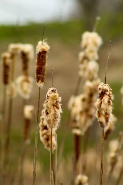 Cat tails close up