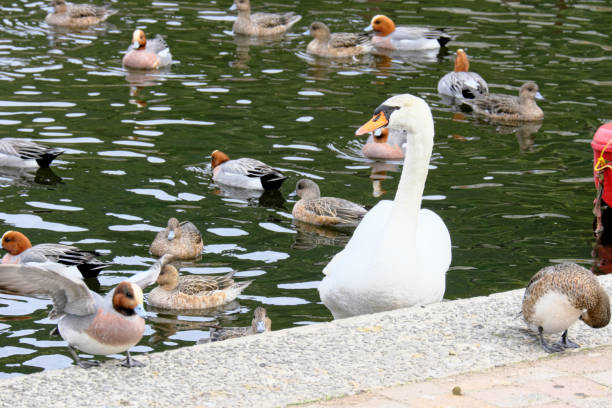 istock Swan and many ducks that are worrisome over there 1317032490