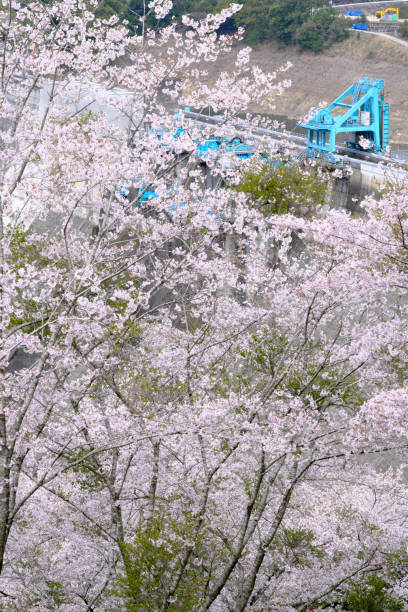 istock Beautiful cherry blossom day in full bloom in Tsuruta Dam Park 