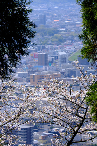 Spring scenery of Kirishima overlooking Shiroyama Park