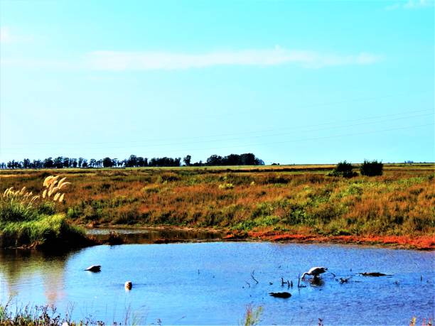 istock Nature landscape in Ecological Reserve Park in Punta Rasa. 1317033345