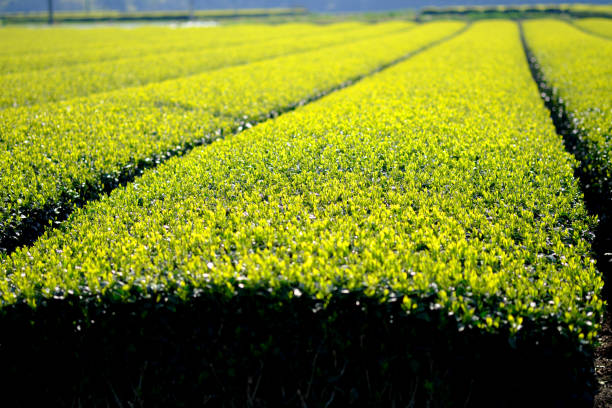 Tea leaves that shine green