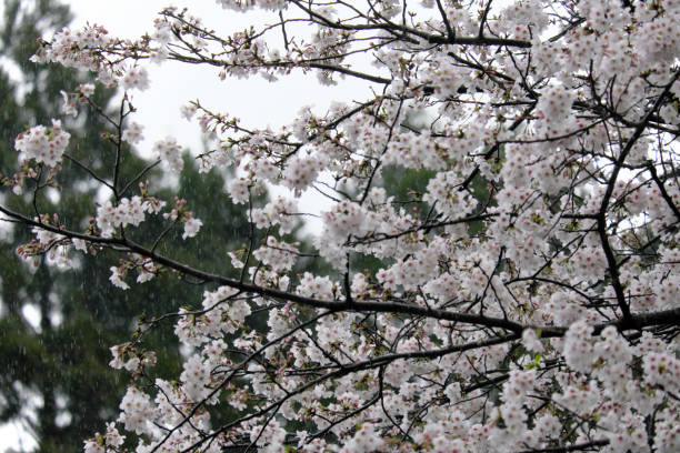 istock Beautiful cherry tree struck by the rain 1317034463