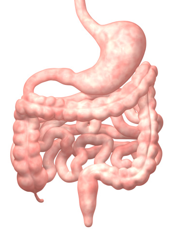 3D image of the human digestive system isolated on white.