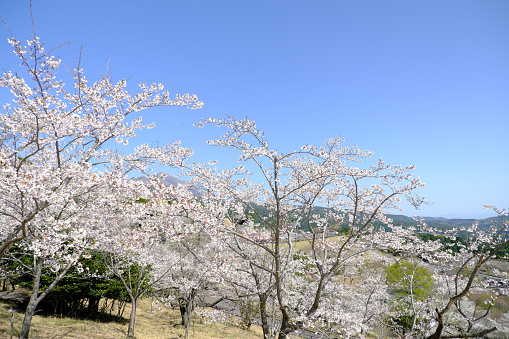 Kirishima Mythology Village Park where beautiful cherry trees bloom
