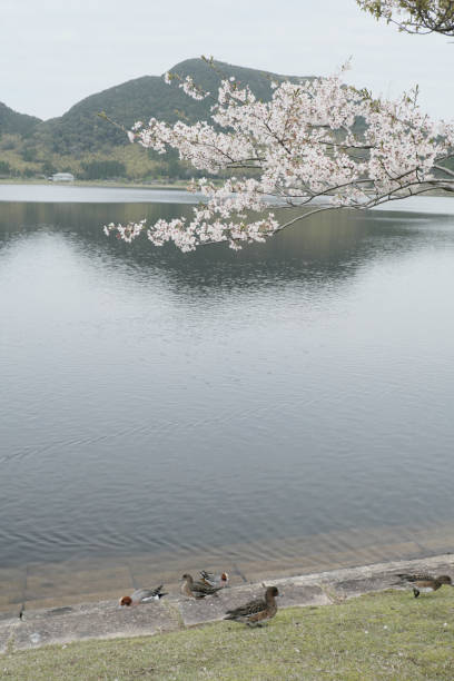 istock A cute duck that lives in Imutaike in spring 1317037292