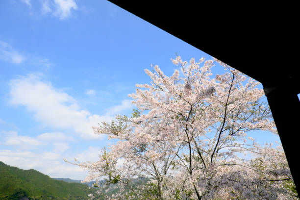 istock Spring sky in Tsuruta Dam Park 1317037408