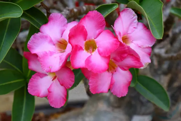 Azalea Cluster, Phrae, Northwest Thailand, Desert Rose, Rhododendron Genus, evergreen Leaves, Cluster of Blossoms, pink trumpet-shaped Blossoms, grows wild, popular Garden Plant, Attraction, Point of Interest