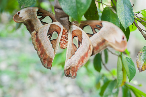 Giant Philippine Atlas Moth also known as Attacus atlas