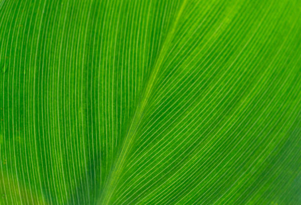 istock green leave garden forest nature textured background 1317039478