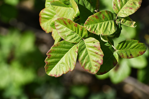 Poison Oak Leaf Close Up For Plant Identification