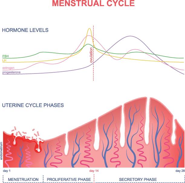 schema des menstruationszyklus - follicle stimulating hormone stock-grafiken, -clipart, -cartoons und -symbole