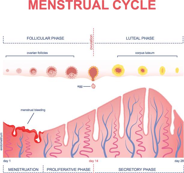 ilustraciones, imágenes clip art, dibujos animados e iconos de stock de esquema del ciclo menstrual - follicle stimulating hormone