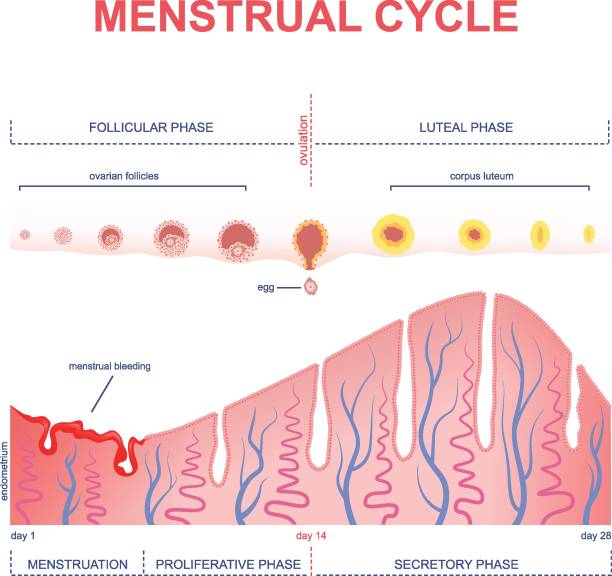 scheme of the menstrual cycle ovarian cycle phase, changes in the endometrium, uterine cycle follicular thyroid cancer stock illustrations