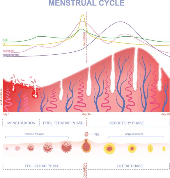 ilustraciones, imágenes clip art, dibujos animados e iconos de stock de esquema del ciclo menstrual - follicle stimulating hormone