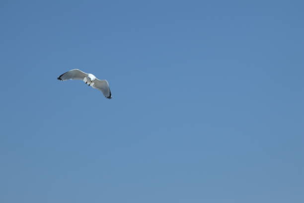 Seagull in Blue Sky stock photo