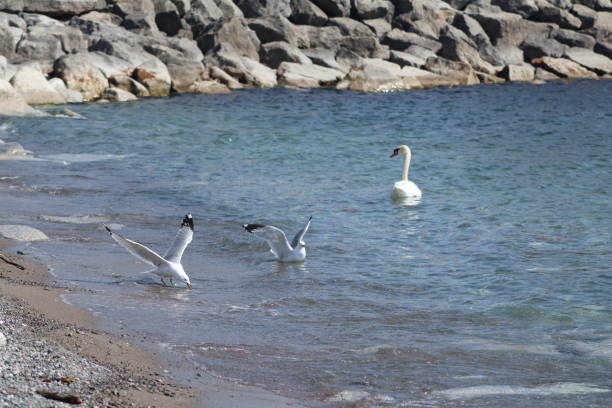 Seagulls and a Swan on the Shore stock photo
