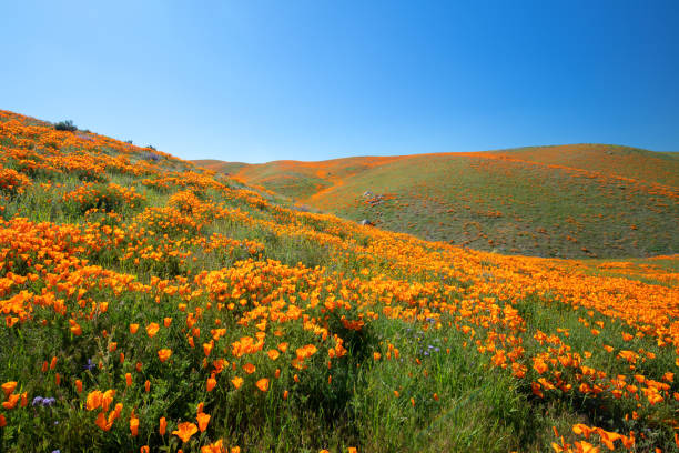 papaveri dorati della california tentacolare su dolci colline durante il superbloom primaverile nell'alto deserto della california meridionale degli stati uniti - poppy field flower california golden poppy foto e immagini stock