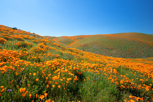 California Golden Poppies sprawling on rolling hills during spring superbloom in the high desert of southern California USA
