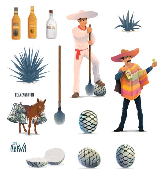 Agave tequila production, blue agava and bottles Agave tequila production vector design with cartoon blue agava cactus, tequila alcohol drink bottles and Mexican man with sombrero. Farmer jimador, donkey, agave pinas and coa machete knives peyote cactus stock illustrations