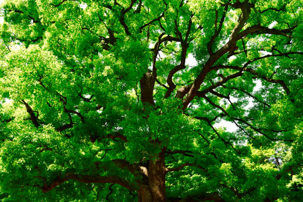 árbol de alcanfor en primavera - alcanforero fotografías e imágenes de stock