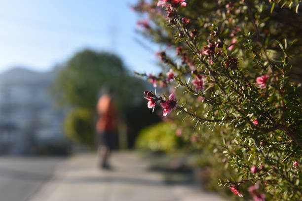 istock closeup of bush with flowers 1317046372