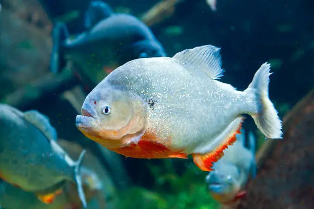 Photo of Red piranha
