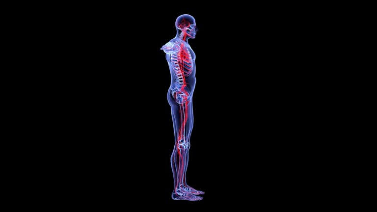 11,430 Human Anatomy 3d Stock Videos and Royalty-Free Footage - iStock | Human anatomy illustration, Anatomy model, Muscle anatomy 11,430 Human Anatomy 3d Stock Videos and Royalty-Free Footage - iStock | Human anatomy illustration, Anatomy model, Muscle anatomy