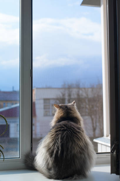 istock Fur cat sitting on a windowsill by an open window inside and looking outside, back view. Vertical photo 1317048814