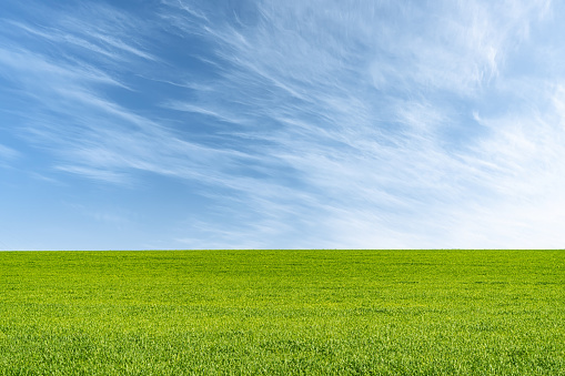 Landscape view of green grass on field with blue sky and clouds background