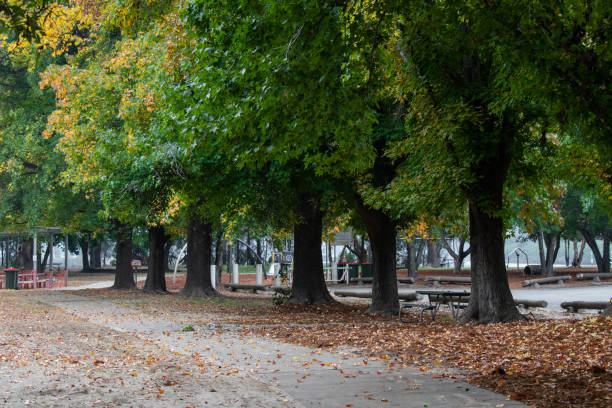 istock Line of trees 1317053251