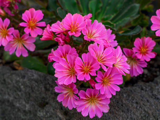 Pink Lewisia cotyledon Flower in Lava Pot Pink Lewisia cotyledon taken in the spring time. Edited. lewisia rediviva stock pictures, royalty-free photos & images