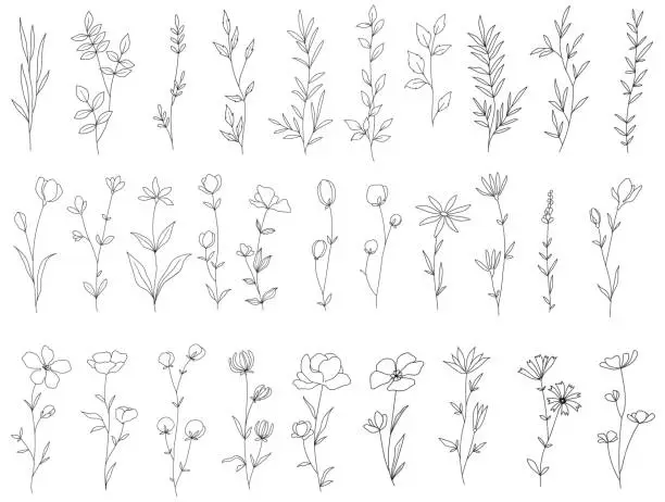 Vector illustration of Set of hand painted vector flowers and leaves. Outline botany