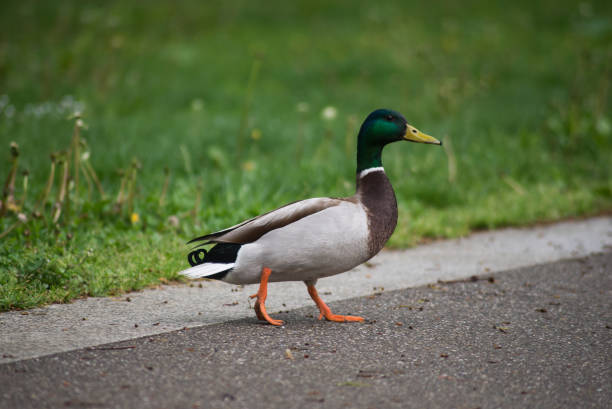 istock one duck walking on the road 1317055907