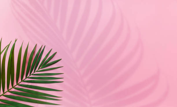 istock Tropical leaves is placed on a pink background with part of the leaf layout and copy space. 1317056423