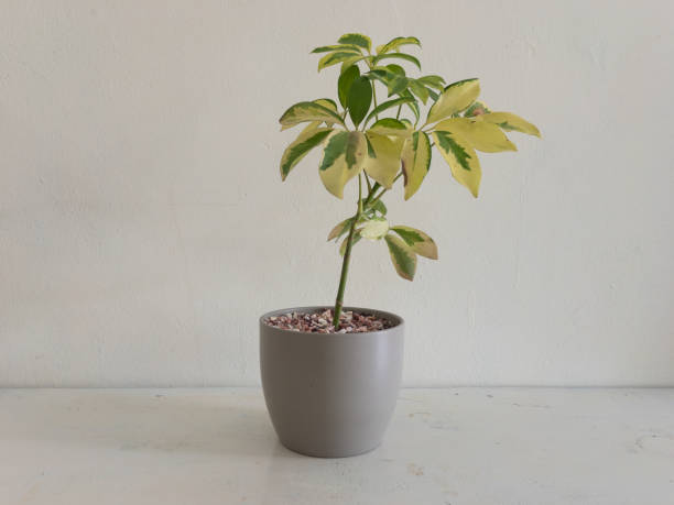istock schefflera variegated plant potted in a grey ceramic pot 1317057397