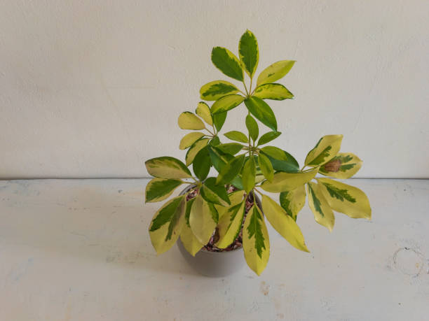 istock Closeup of a Schefflera plant with white background 1317057404