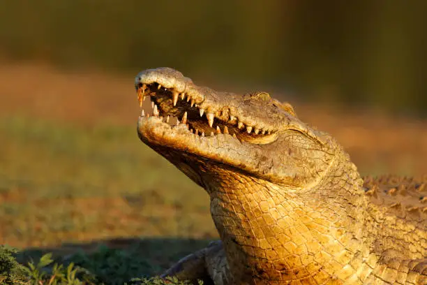 Photo of Nile crocodile (Crocodylus niloticus), Kruger National Park, South Africa