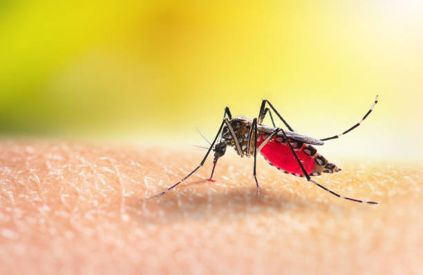 el mosquito aedes está chupando sangre en la piel humana - mosquitos fotografías e imágenes de stock