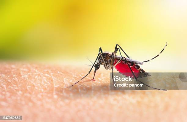 Aedes Mosquitoe Is Sucking Blood On Human Skin Stock Photo - Download Image Now - Mosquito, Dengue Fever - Fever, Malaria