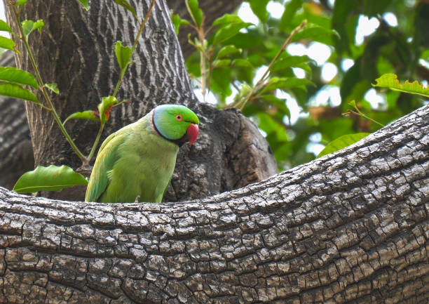 close up clip of a rose-ringed parakeet perched on a tree in agra, india