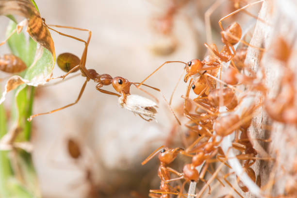 istock Ants are transporting their food prey to the nest 1317060149